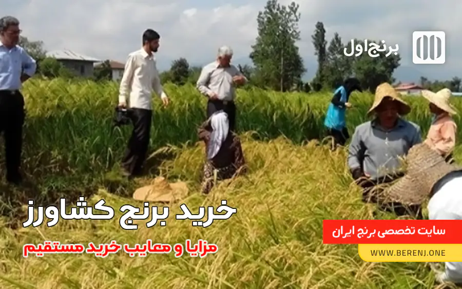 خرید مستقیم برنج کشاورز