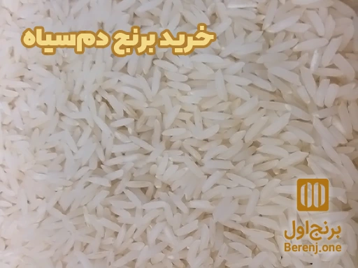خرید برنج دم سیاه