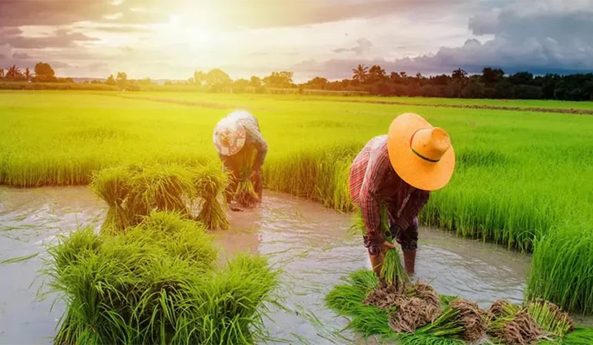 خرید برنج از کشاورز