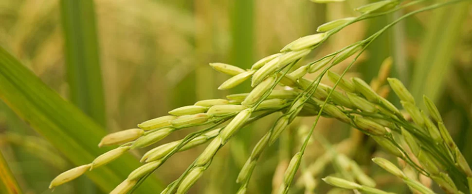 تاثیر خاک و آب‌ و هوا در رشد برنج